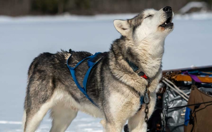 A sled dog wearing a harness appears to howl against a snowy backdrop